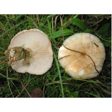 Мицелий Волнушки белой (Lactarius pubescens)